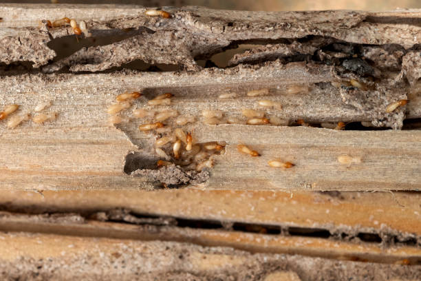 Best Bed Bug Extermination  in Laramie, WY