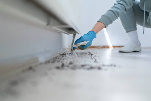 Best Spider Control Near Me  in Laramie, WY
